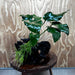 Pisces Enterprises One Only Anubias 'Old Type Barteri' on Large Driftwood Creation - ONE ONLY - Amazing Anubias Barteri on Large Driftwood - One Only Scapeshop Australia Aquarium