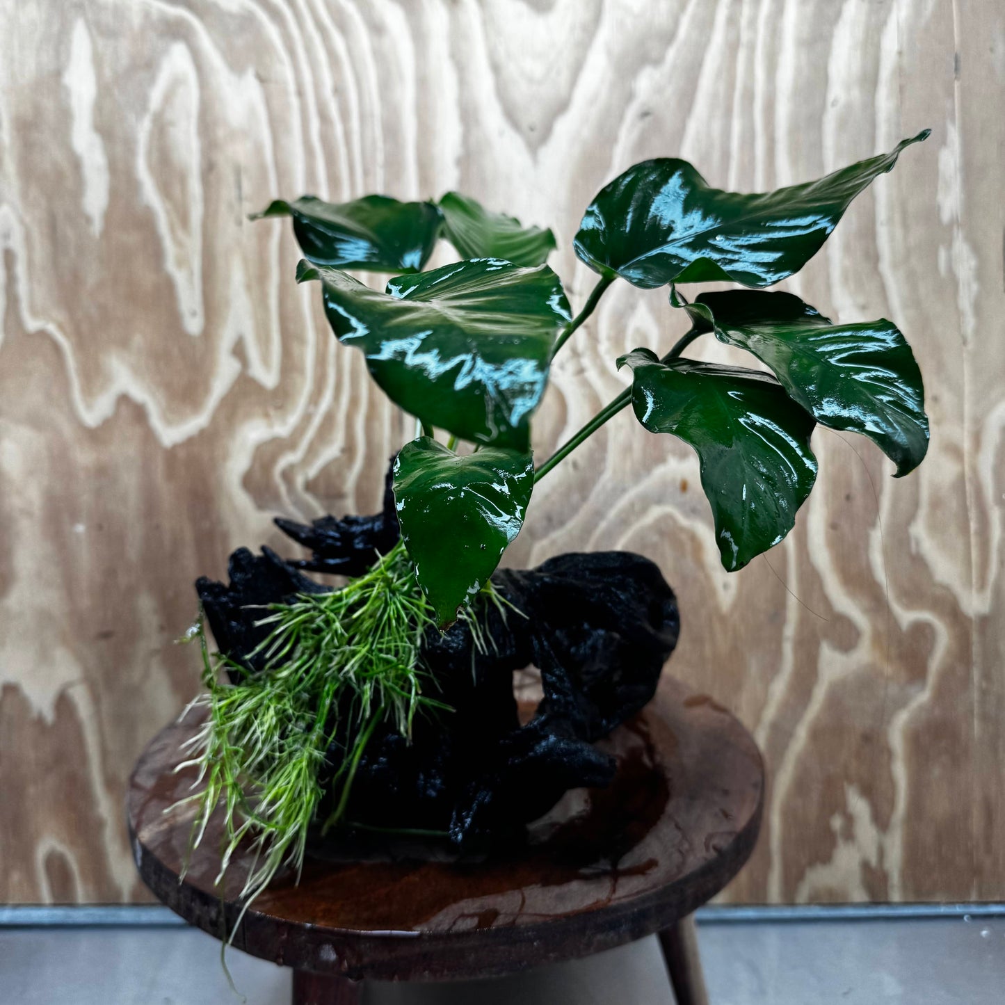 Pisces Enterprises One Only Anubias 'Old Type Barteri' on Large Driftwood Creation - ONE ONLY - Amazing Anubias Barteri on Large Driftwood - One Only Scapeshop Australia Aquarium