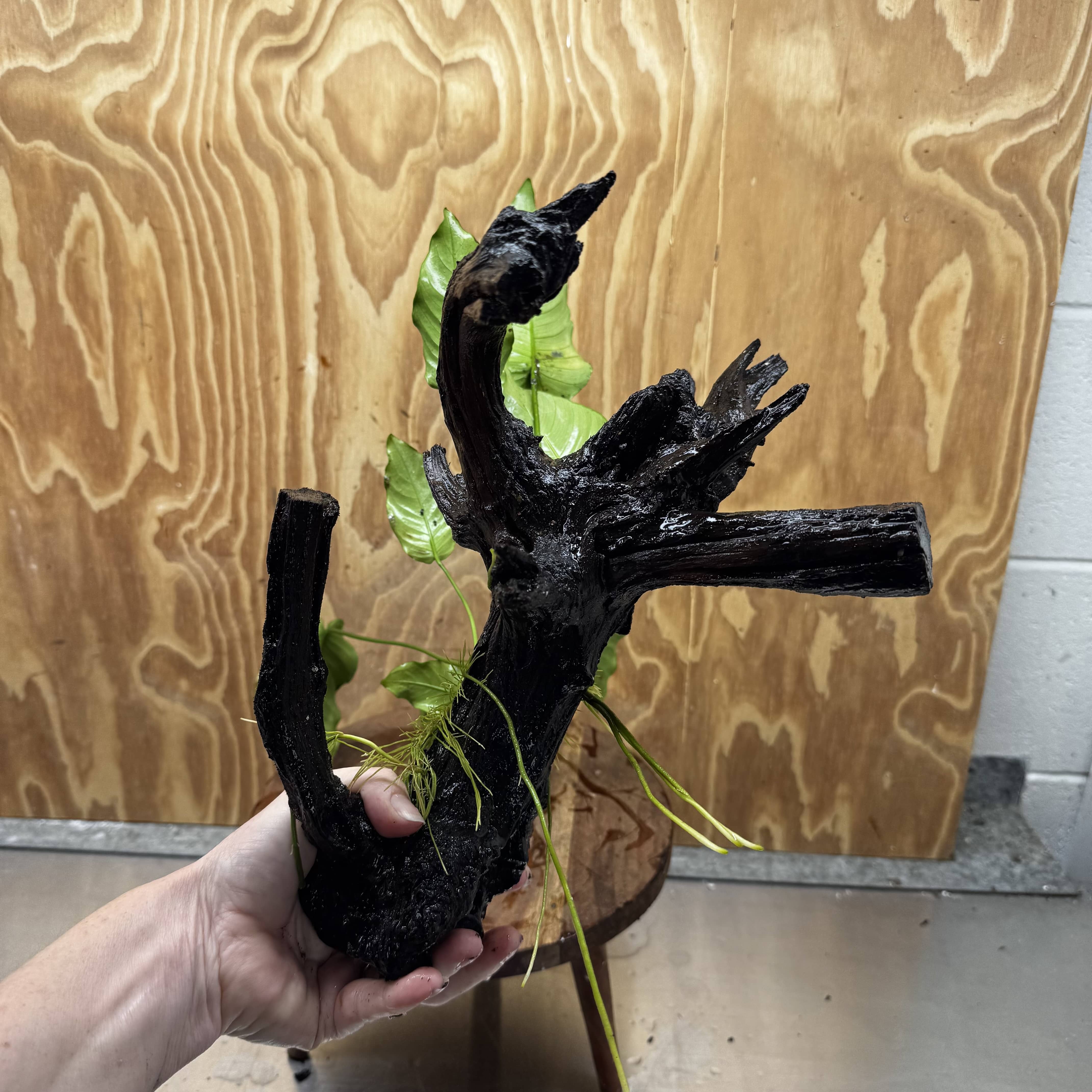 Pisces Enterprises One Only Anubias 'Old Type Barteri' on Large Driftwood Creation - ONE ONLY - Amazing Anubias Barteri on Large Driftwood - One Only Scapeshop Australia Aquarium