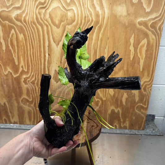 Pisces Enterprises One Only Anubias 'Old Type Barteri' on Large Driftwood Creation - ONE ONLY - Amazing Anubias Barteri on Large Driftwood - One Only Scapeshop Australia Aquarium