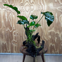 Pisces Enterprises One Only Anubias 'Old Type Barteri' on Large Driftwood Creation - ONE ONLY - Amazing Anubias Barteri on Large Driftwood - One Only Scapeshop Australia Aquarium