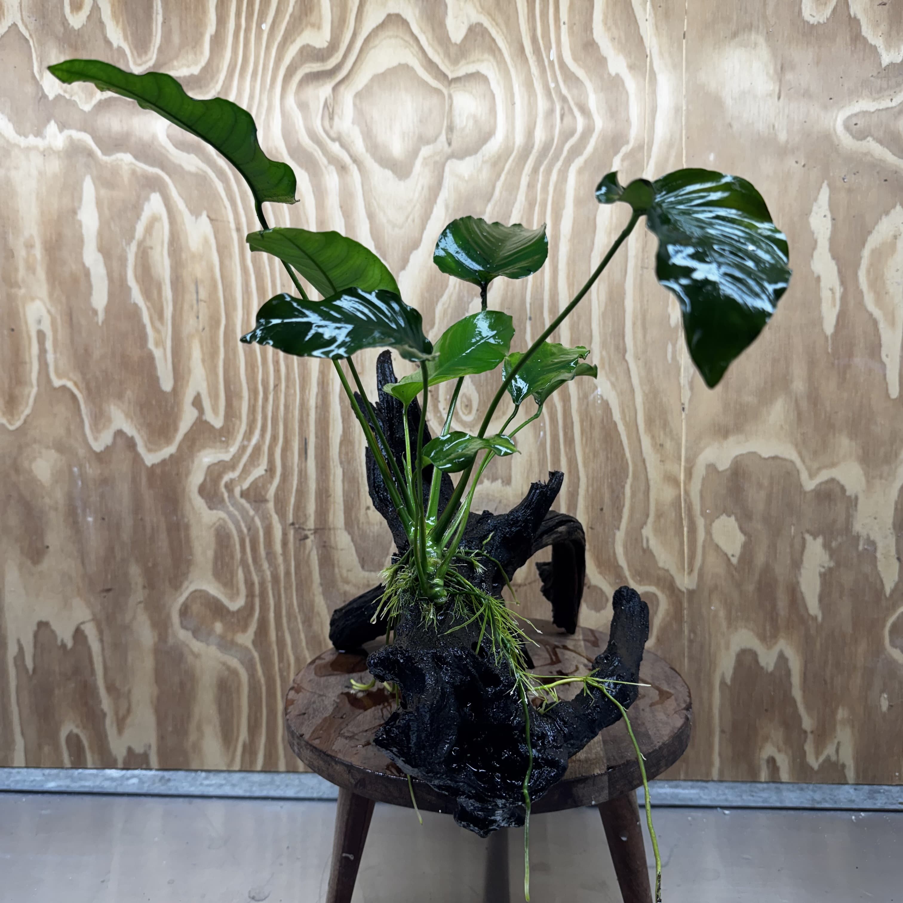 Pisces Enterprises One Only Anubias 'Old Type Barteri' on Large Driftwood Creation - ONE ONLY - Amazing Anubias Barteri on Large Driftwood - One Only Scapeshop Australia Aquarium