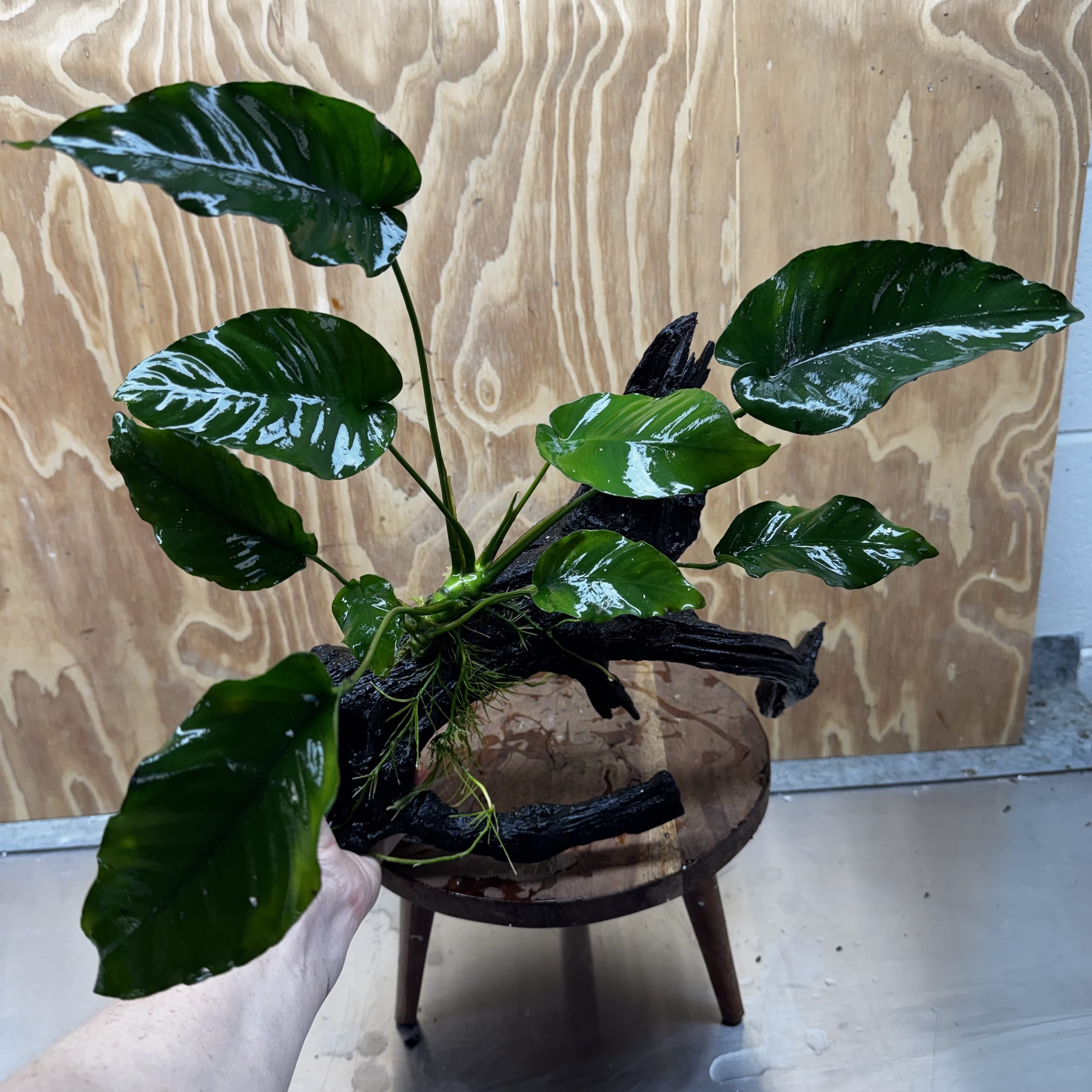 Pisces Enterprises One Only Anubias 'Old Type Barteri' on Large Driftwood Creation - ONE ONLY - Amazing Anubias Barteri on Large Driftwood - One Only Scapeshop Australia Aquarium