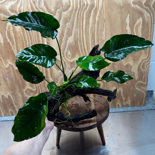 Pisces Enterprises One Only Anubias 'Old Type Barteri' on Large Driftwood Creation - ONE ONLY - Amazing Anubias Barteri on Large Driftwood - One Only Scapeshop Australia Aquarium