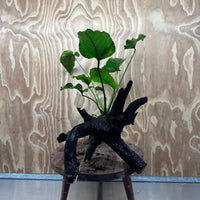 Pisces Enterprises One Only Anubias 'Old Type Barteri' on Large Driftwood Creation - ONE ONLY - Amazing Anubias Barteri on Large Driftwood - One Only Scapeshop Australia Aquarium