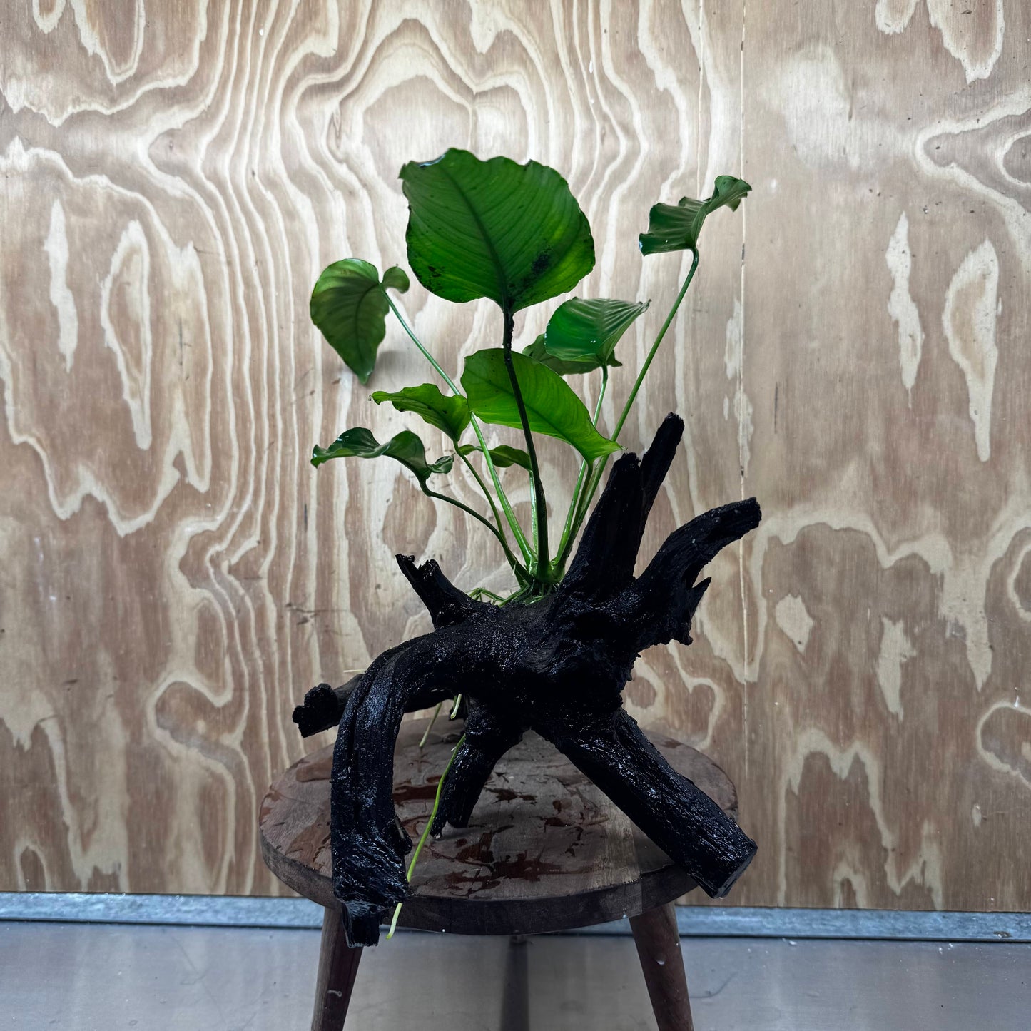 Pisces Enterprises One Only Anubias 'Old Type Barteri' on Large Driftwood Creation - ONE ONLY - Amazing Anubias Barteri on Large Driftwood - One Only Scapeshop Australia Aquarium