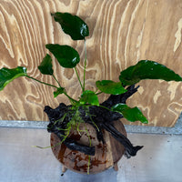 Pisces Enterprises One Only Anubias 'Old Type Barteri' on Large Driftwood Creation - ONE ONLY - Amazing Anubias Barteri on Large Driftwood - One Only Scapeshop Australia Aquarium
