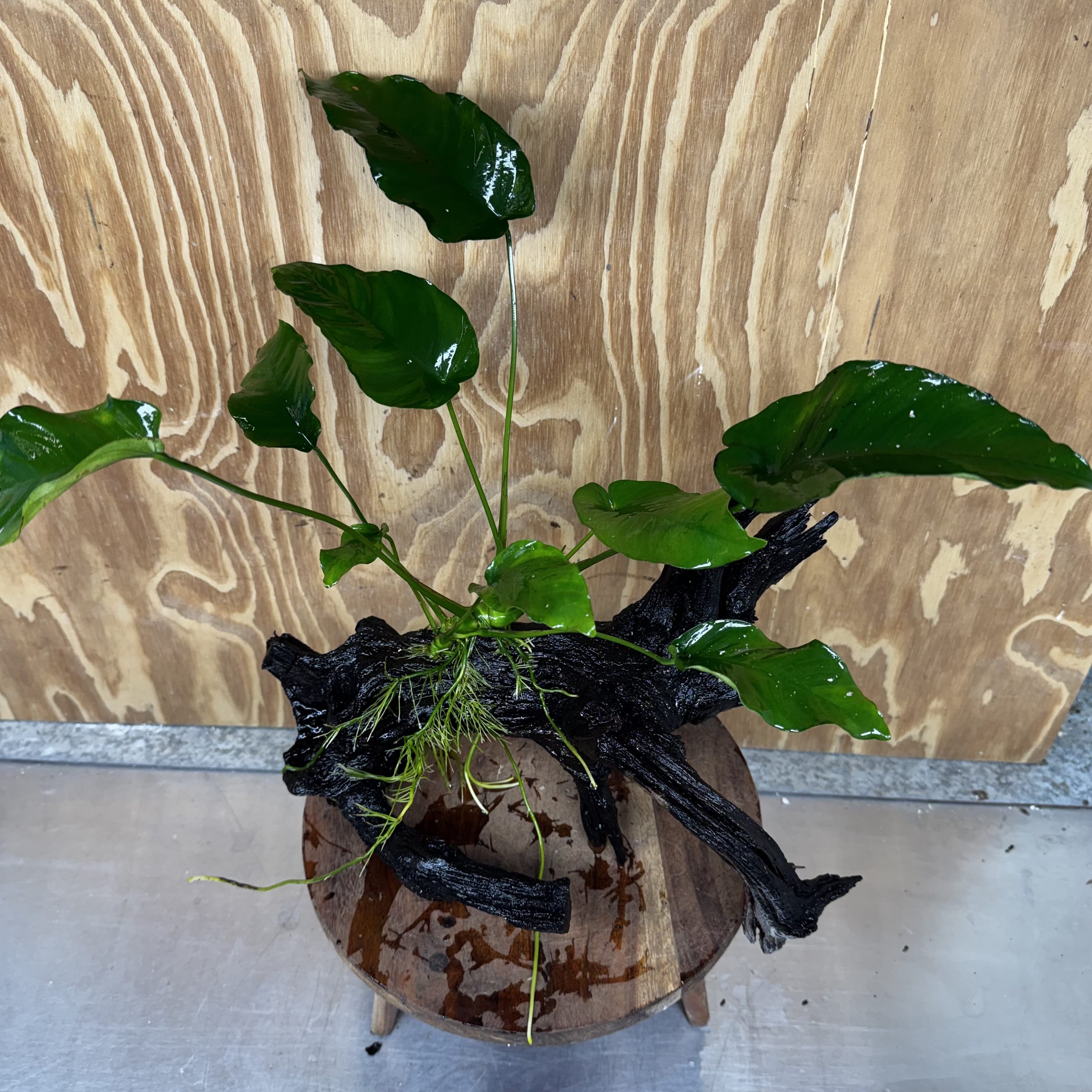 Pisces Enterprises One Only Anubias 'Old Type Barteri' on Large Driftwood Creation - ONE ONLY - Amazing Anubias Barteri on Large Driftwood - One Only Scapeshop Australia Aquarium