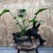 Pisces Enterprises One Only Anubias 'Old Type Barteri' on Large Driftwood Creation - ONE ONLY - Amazing Anubias Barteri on Large Driftwood - One Only Scapeshop Australia Aquarium