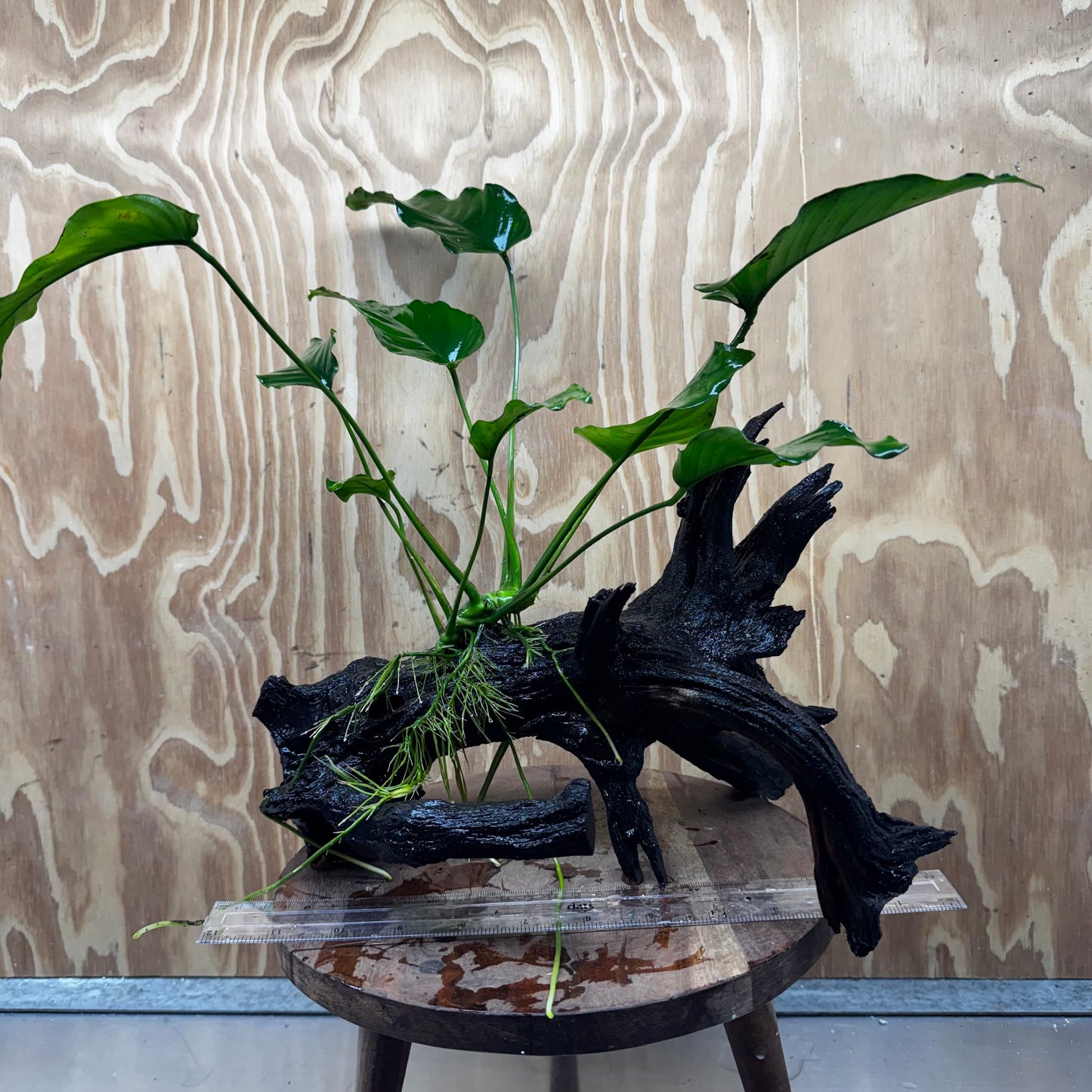 Pisces Enterprises One Only Anubias 'Old Type Barteri' on Large Driftwood Creation - ONE ONLY - Amazing Anubias Barteri on Large Driftwood - One Only Scapeshop Australia Aquarium