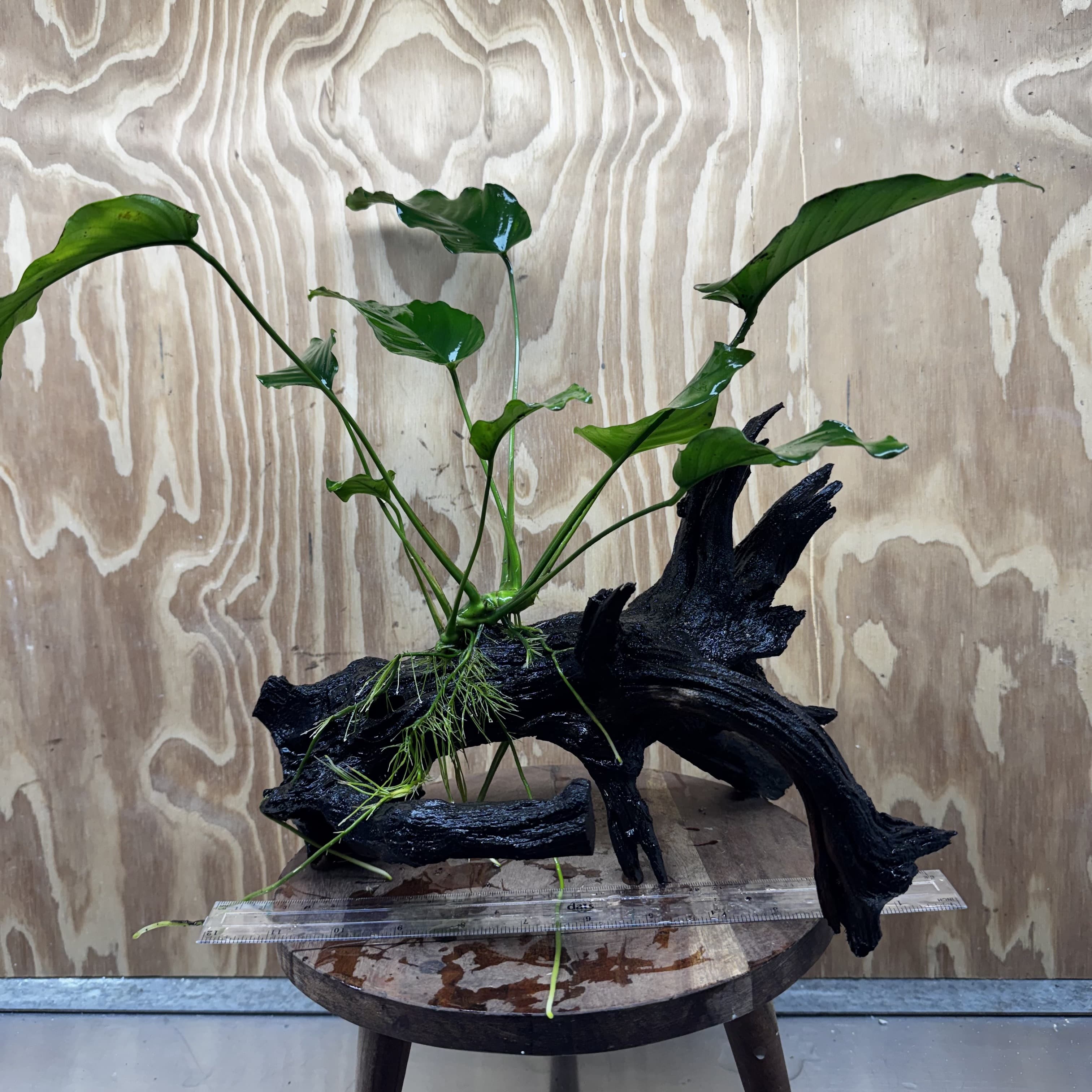 Pisces Enterprises One Only Anubias 'Old Type Barteri' on Large Driftwood Creation - ONE ONLY - Amazing Anubias Barteri on Large Driftwood - One Only Scapeshop Australia Aquarium