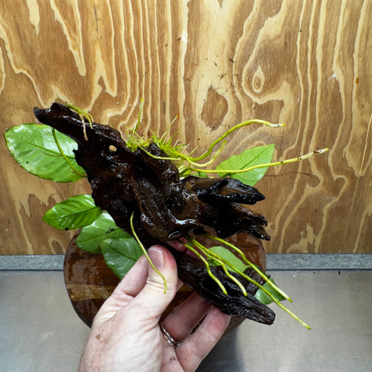 Pisces Enterprises One Only Anubias 'Old Type Barteri' on Medium Driftwood Creation - ONE ONLY - Dainty Anubias Old Barteri on Medium Driftwood - One Only Dramatic Scapeshop