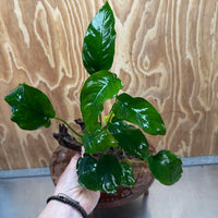 Pisces Enterprises One Only Anubias 'Old Type Barteri' on Medium Driftwood Creation - ONE ONLY - Dainty Anubias Old Barteri on Medium Driftwood - One Only Dramatic Scapeshop