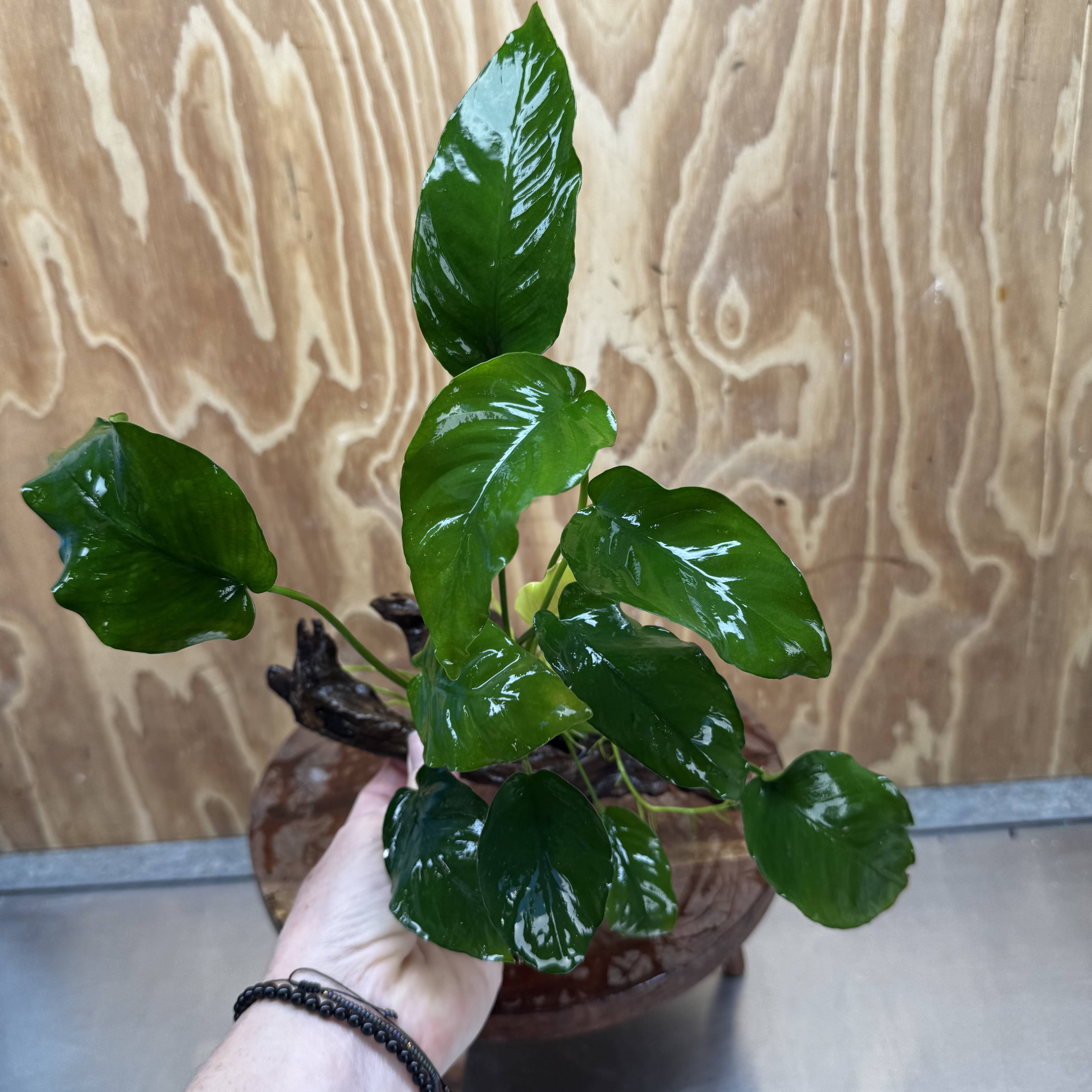 Pisces Enterprises One Only Anubias 'Old Type Barteri' on Medium Driftwood Creation - ONE ONLY - Dainty Anubias Old Barteri on Medium Driftwood - One Only Dramatic Scapeshop
