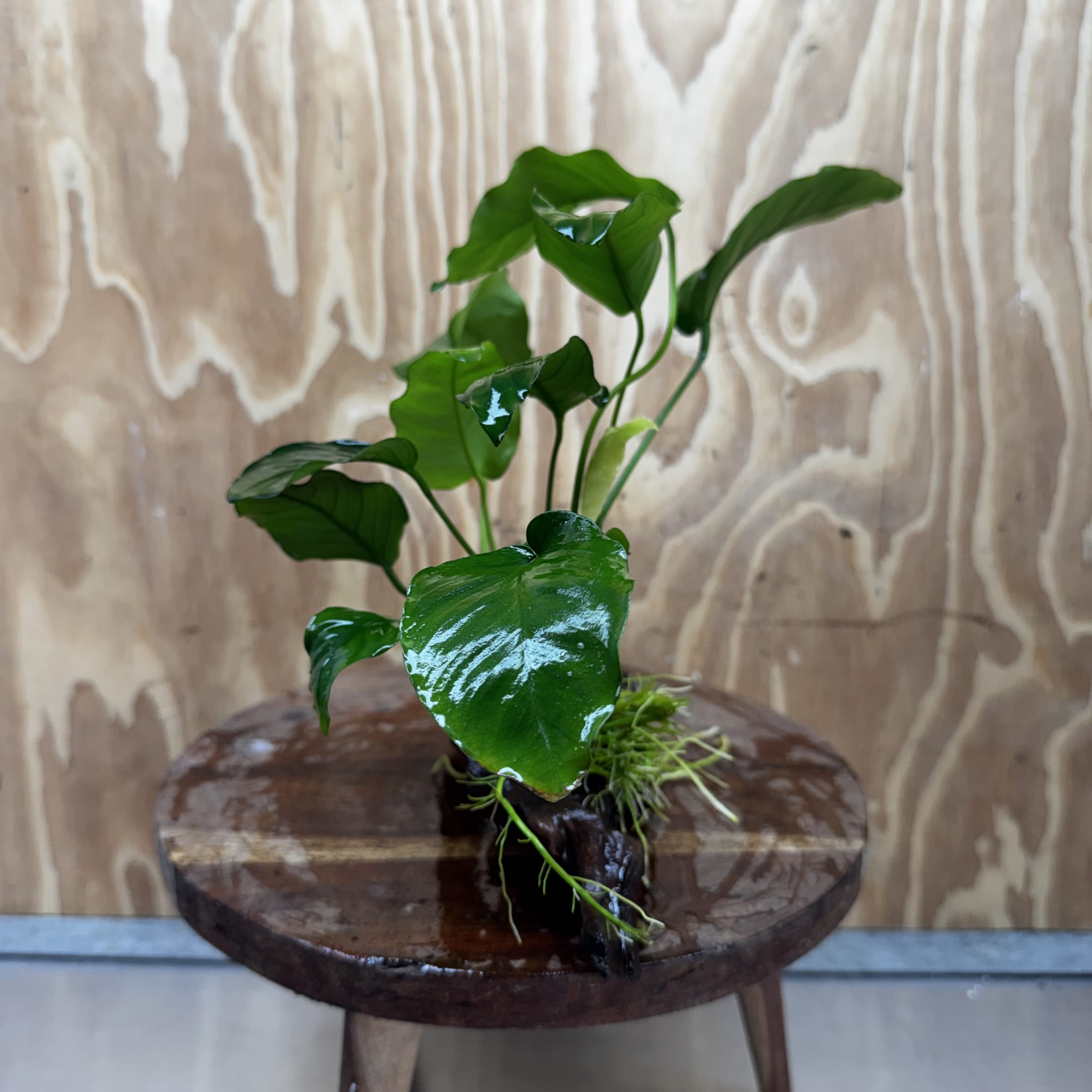 Pisces Enterprises One Only Anubias 'Old Type Barteri' on Medium Driftwood Creation - ONE ONLY - Dainty Anubias Old Barteri on Medium Driftwood - One Only Dramatic Scapeshop