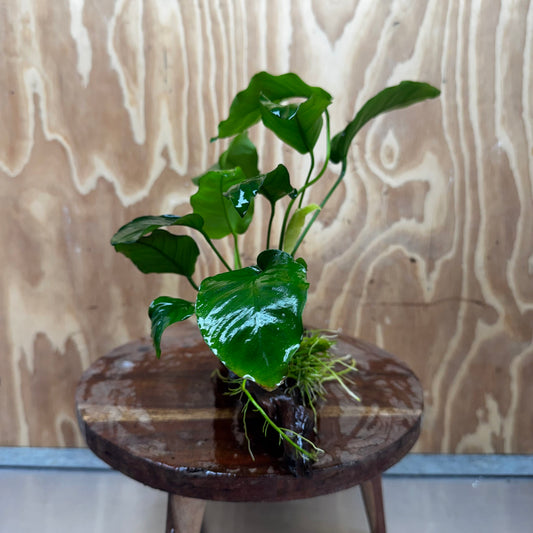 Pisces Enterprises One Only Anubias 'Old Type Barteri' on Medium Driftwood Creation - ONE ONLY - Dainty Anubias Old Barteri on Medium Driftwood - One Only Dramatic Scapeshop