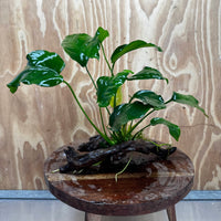Pisces Enterprises One Only Anubias 'Old Type Barteri' on Medium Driftwood Creation - ONE ONLY - Dainty Anubias Old Barteri on Medium Driftwood - One Only Dramatic Scapeshop