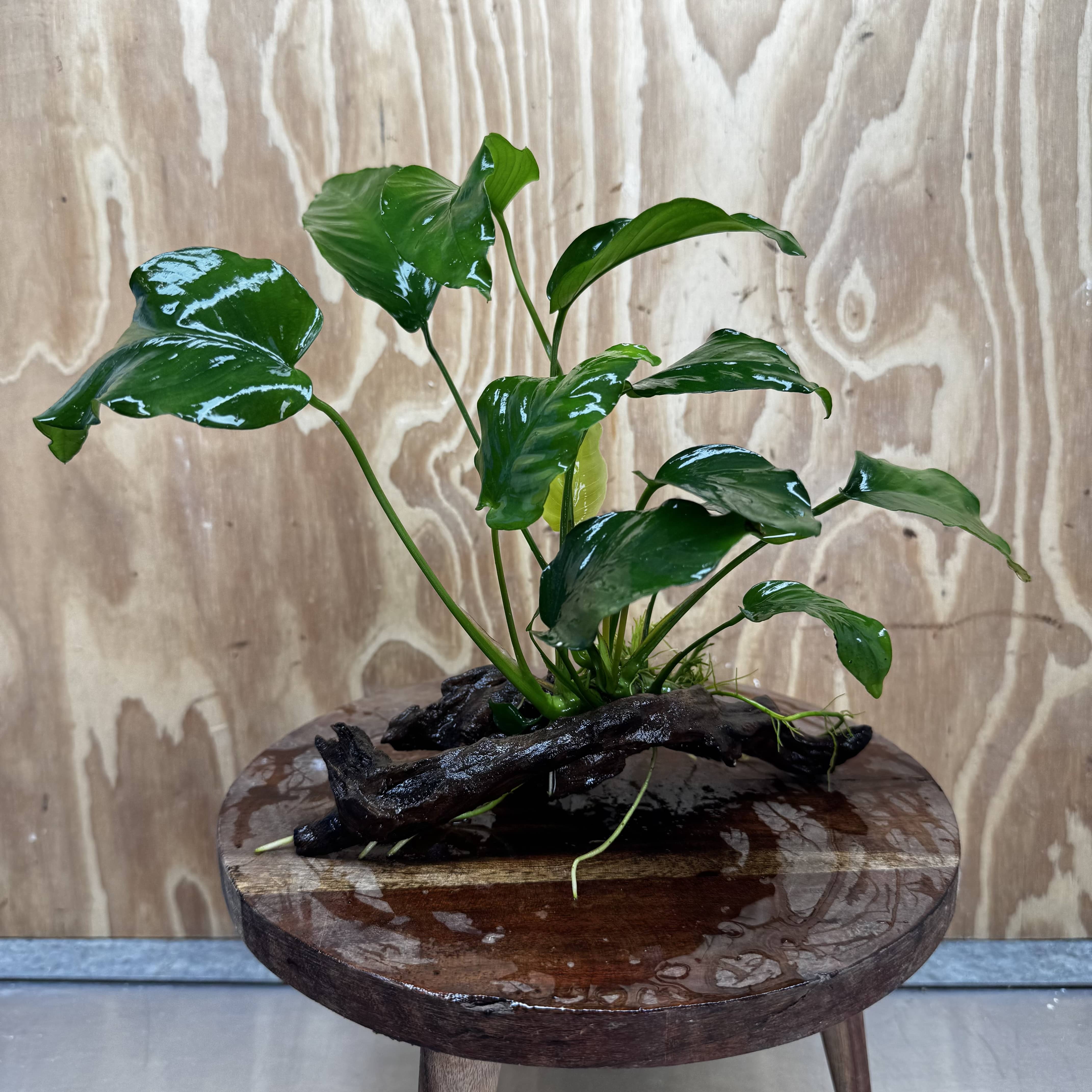 Pisces Enterprises One Only Anubias 'Old Type Barteri' on Medium Driftwood Creation - ONE ONLY - Dainty Anubias Old Barteri on Medium Driftwood - One Only Dramatic Scapeshop
