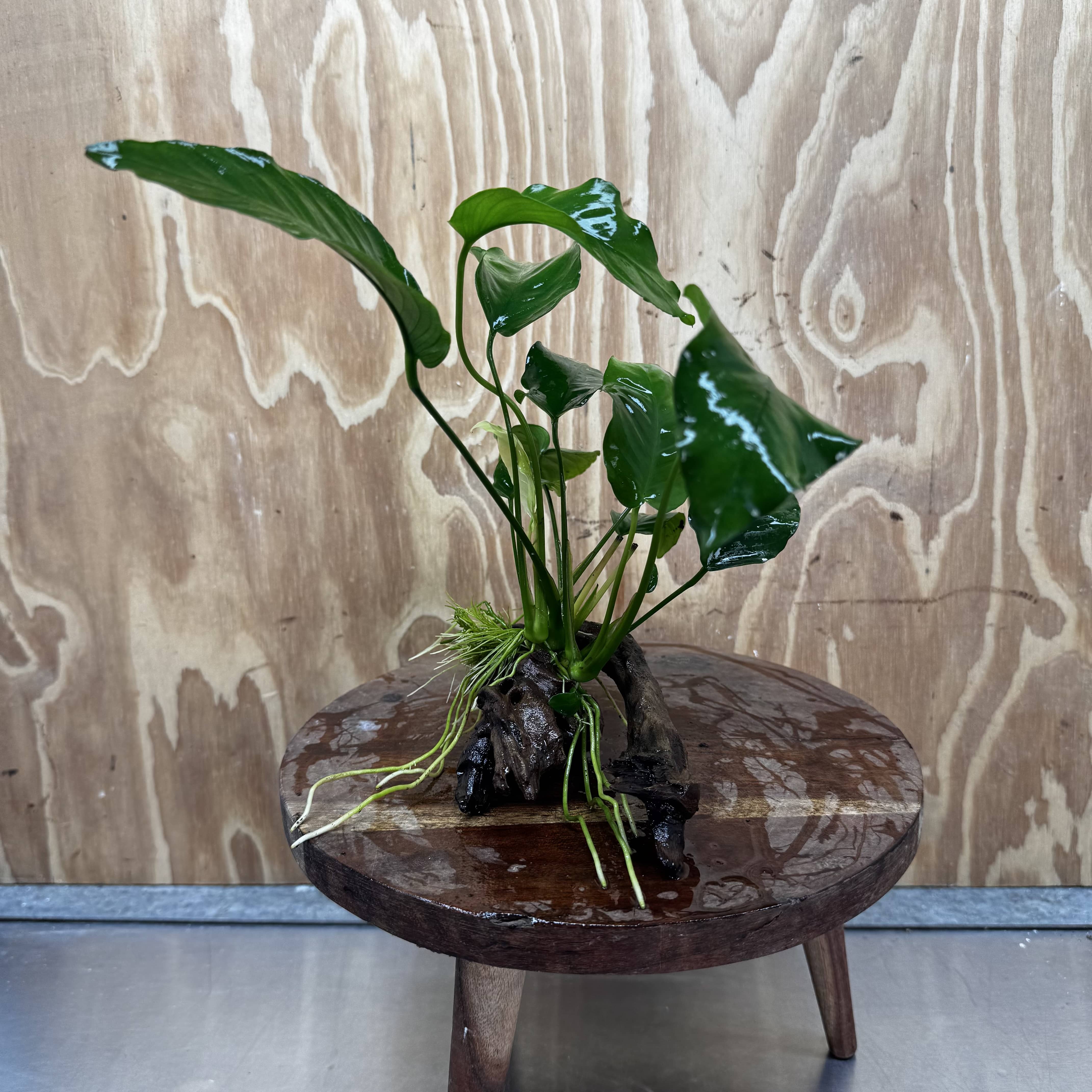 Pisces Enterprises One Only Anubias 'Old Type Barteri' on Medium Driftwood Creation - ONE ONLY - Dainty Anubias Old Barteri on Medium Driftwood - One Only Dramatic Scapeshop