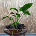 Pisces Enterprises One Only Anubias 'Old Type Barteri' on Medium Driftwood Creation - ONE ONLY - Dainty Anubias Old Barteri on Medium Driftwood - One Only Dramatic Scapeshop