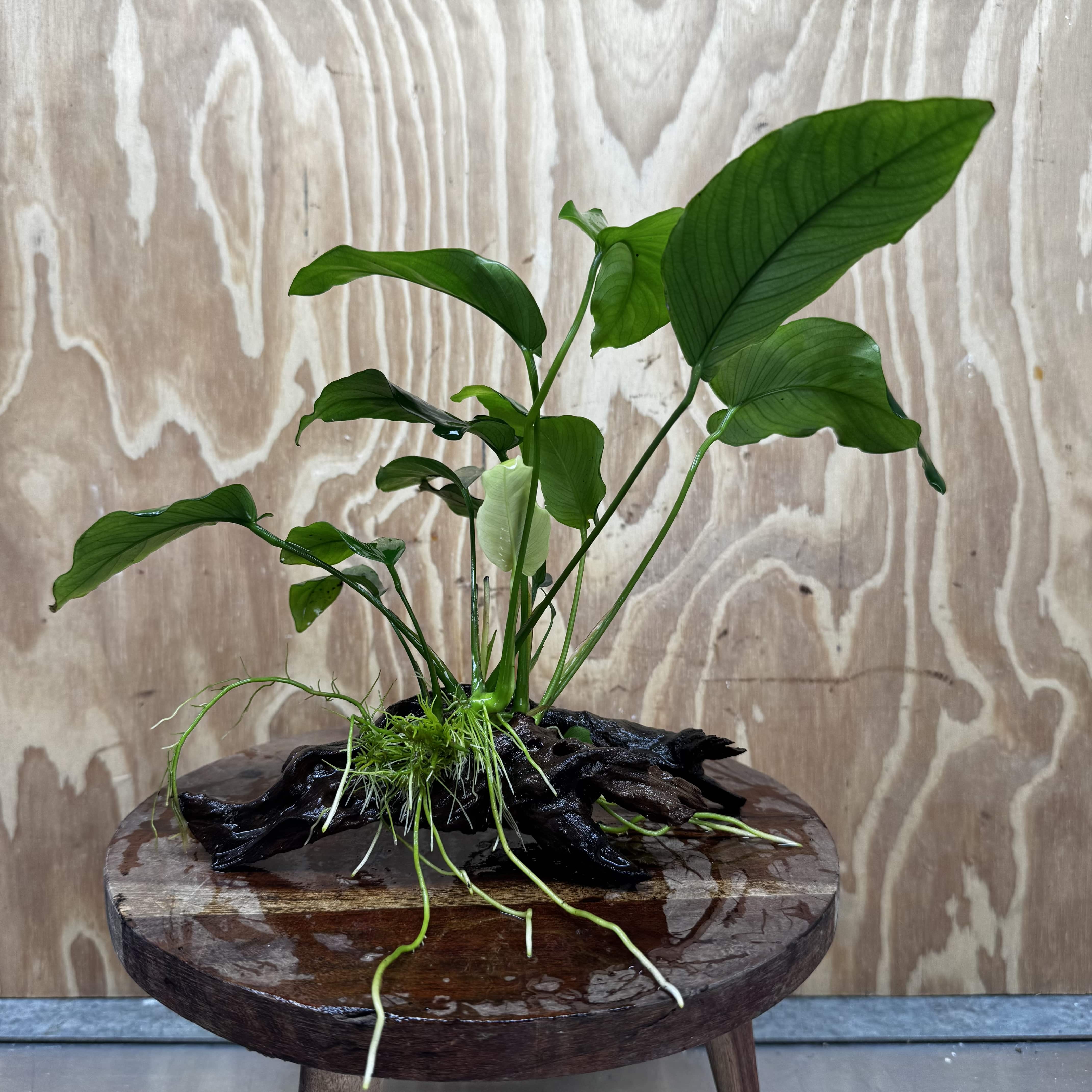 Pisces Enterprises One Only Anubias 'Old Type Barteri' on Medium Driftwood Creation - ONE ONLY - Dainty Anubias Old Barteri on Medium Driftwood - One Only Dramatic Scapeshop