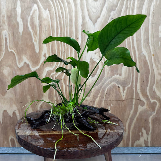 Pisces Enterprises One Only Anubias 'Old Type Barteri' on Medium Driftwood Creation - ONE ONLY - Dainty Anubias Old Barteri on Medium Driftwood - One Only Dramatic Scapeshop