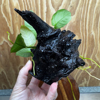 Pisces Enterprises One Only Anubias 'Old Type Barteri' on Medium Driftwood Creation - ONE ONLY - Dainty Anubias Old Barteri on Medium Driftwood - One Only Dainty Scapeshop