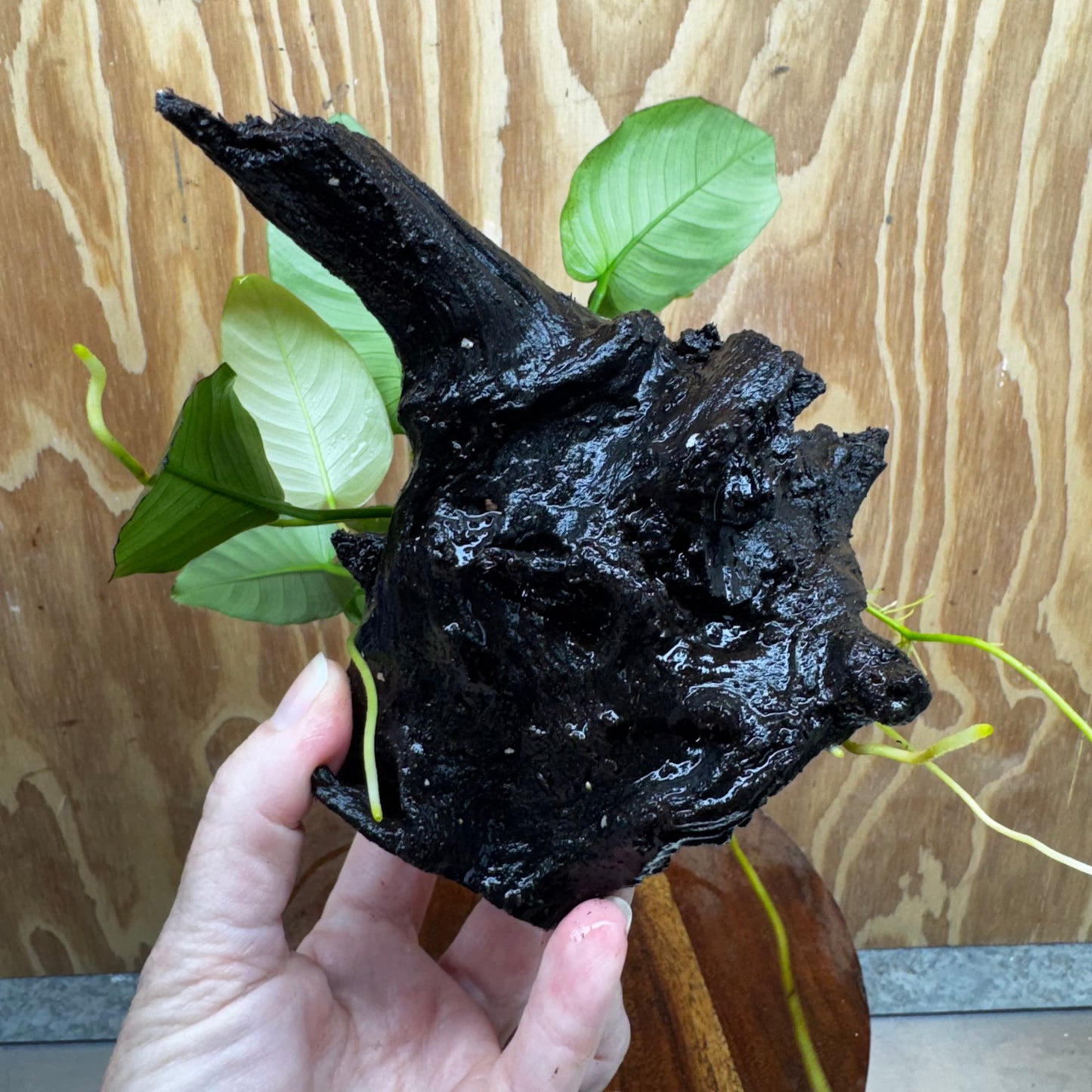 Pisces Enterprises One Only Anubias 'Old Type Barteri' on Medium Driftwood Creation - ONE ONLY - Dainty Anubias Old Barteri on Medium Driftwood - One Only Dainty Scapeshop