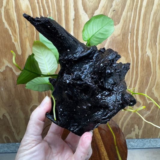Pisces Enterprises One Only Anubias 'Old Type Barteri' on Medium Driftwood Creation - ONE ONLY - Dainty Anubias Old Barteri on Medium Driftwood - One Only Dainty Scapeshop