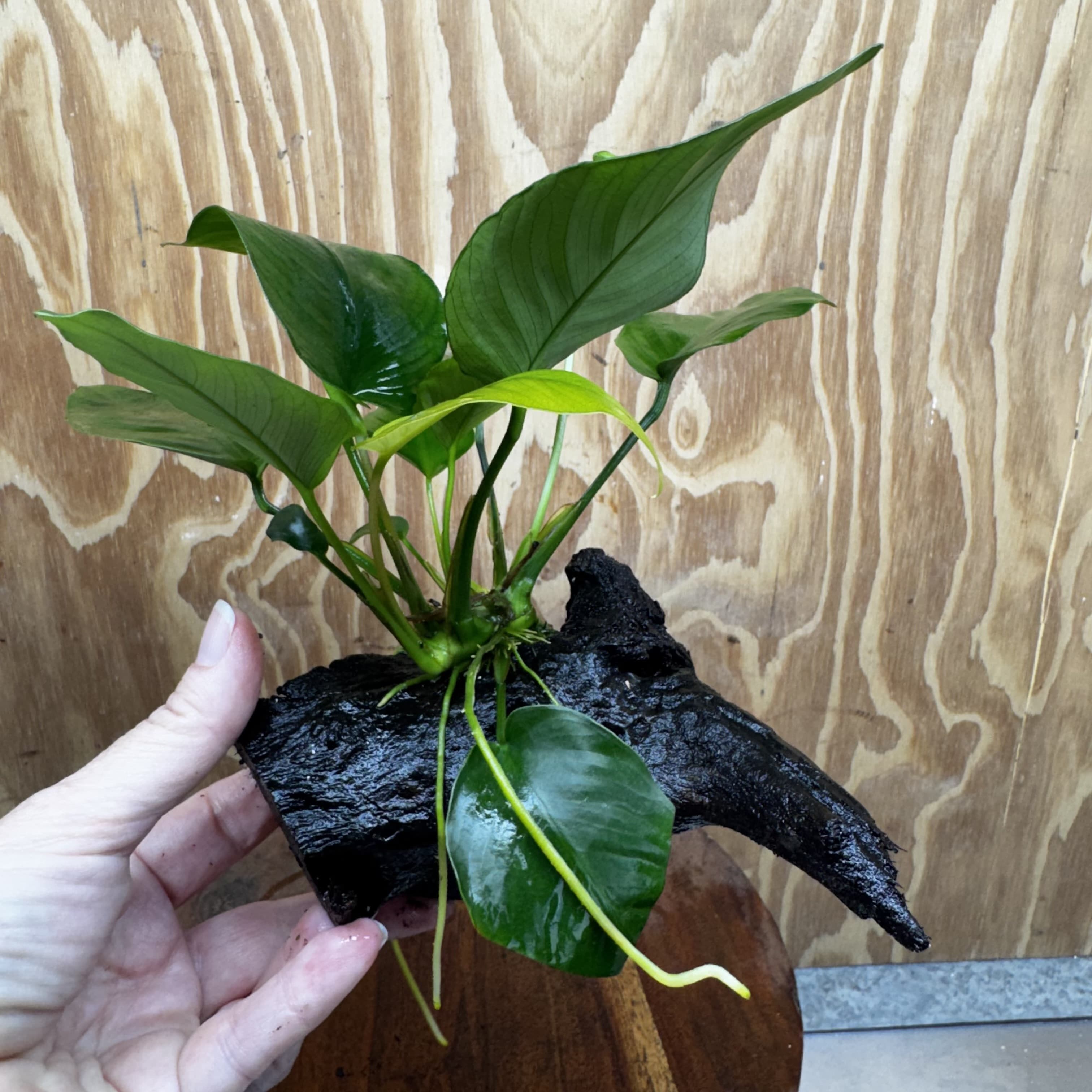 Pisces Enterprises One Only Anubias 'Old Type Barteri' on Medium Driftwood Creation - ONE ONLY - Dainty Anubias Old Barteri on Medium Driftwood - One Only Dainty Scapeshop