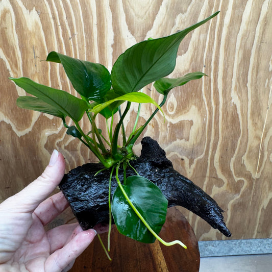 Pisces Enterprises One Only Anubias 'Old Type Barteri' on Medium Driftwood Creation - ONE ONLY - Dainty Anubias Old Barteri on Medium Driftwood - One Only Dainty Scapeshop