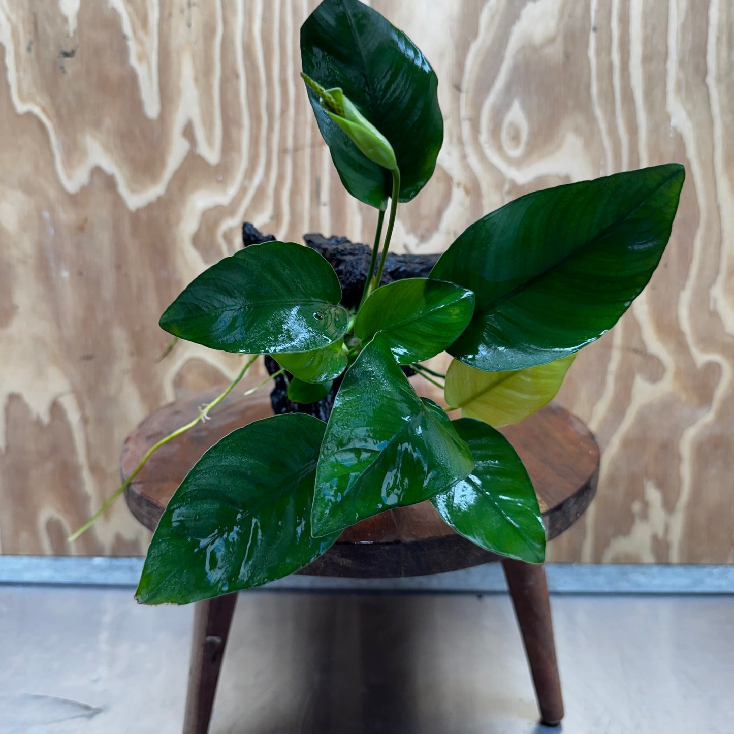 Pisces Enterprises One Only Anubias 'Old Type Barteri' on Medium Driftwood Creation - ONE ONLY - Dainty Anubias Old Barteri on Medium Driftwood - One Only Dainty Scapeshop