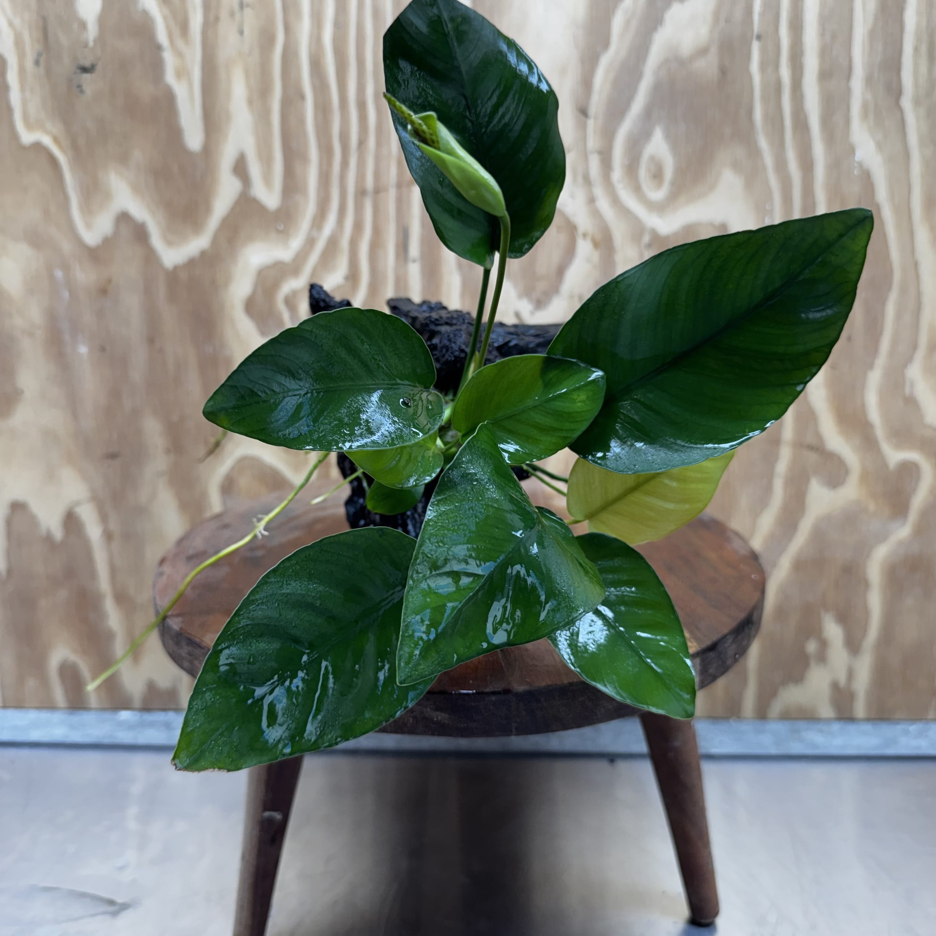 Pisces Enterprises One Only Anubias 'Old Type Barteri' on Medium Driftwood Creation - ONE ONLY - Dainty Anubias Old Barteri on Medium Driftwood - One Only Dainty Scapeshop