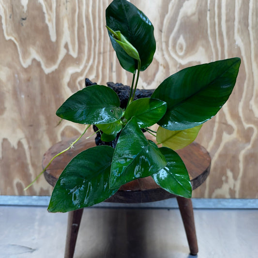 Pisces Enterprises One Only Anubias 'Old Type Barteri' on Medium Driftwood Creation - ONE ONLY - Dainty Anubias Old Barteri on Medium Driftwood - One Only Dainty Scapeshop