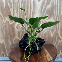 Pisces Enterprises One Only Anubias 'Old Type Barteri' on Medium Driftwood Creation - ONE ONLY - Dainty Anubias Old Barteri on Medium Driftwood - One Only Dainty Scapeshop