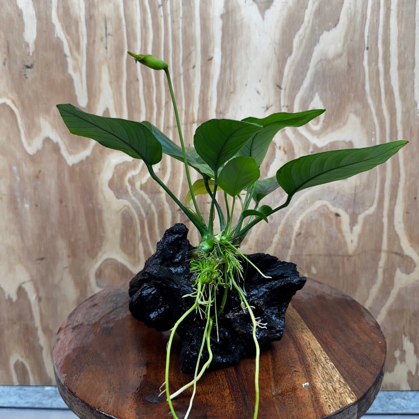 Pisces Enterprises One Only Anubias 'Old Type Barteri' on Medium Driftwood Creation - ONE ONLY - Dainty Anubias Old Barteri on Medium Driftwood - One Only Dainty Scapeshop