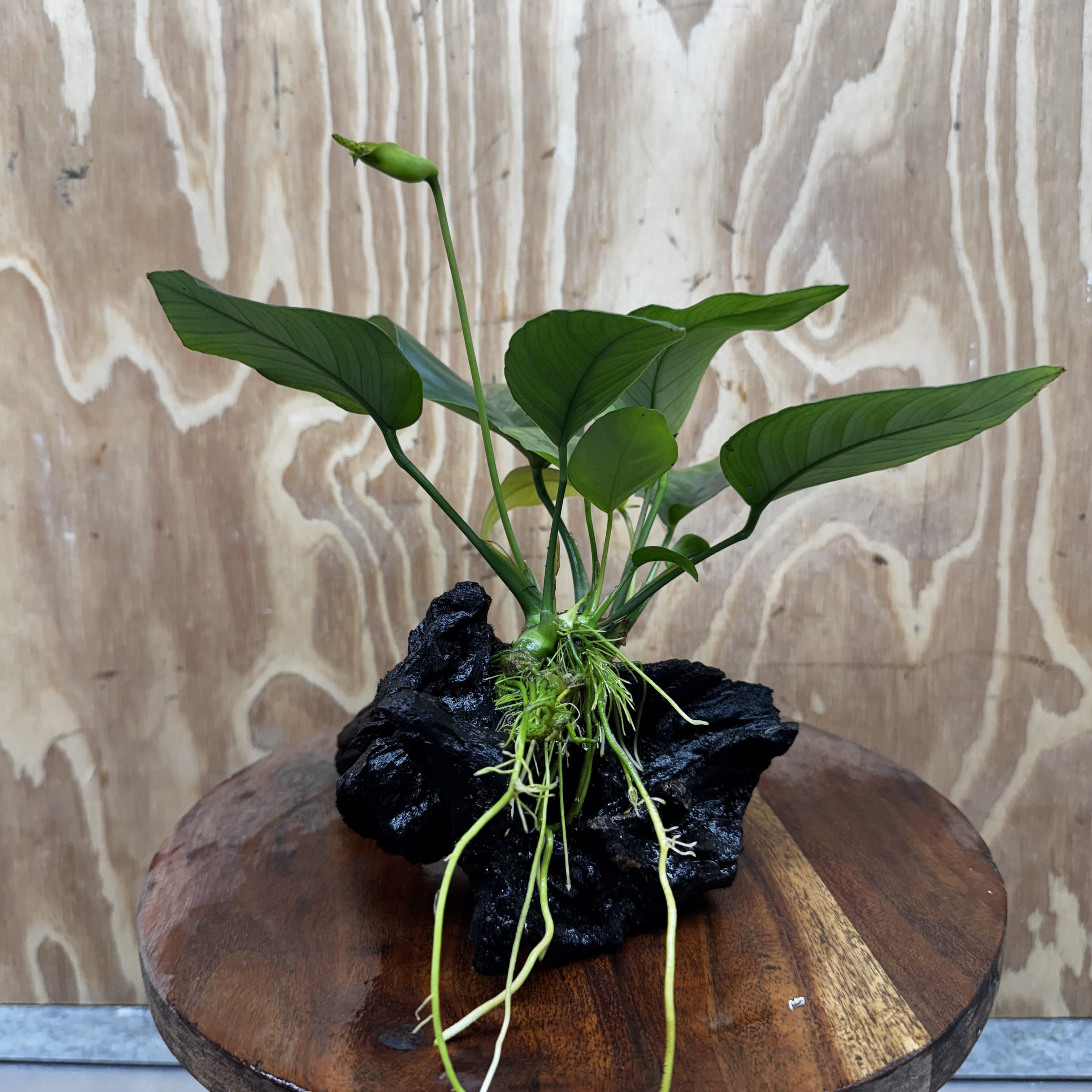 Pisces Enterprises One Only Anubias 'Old Type Barteri' on Medium Driftwood Creation - ONE ONLY - Dainty Anubias Old Barteri on Medium Driftwood - One Only Dainty Scapeshop