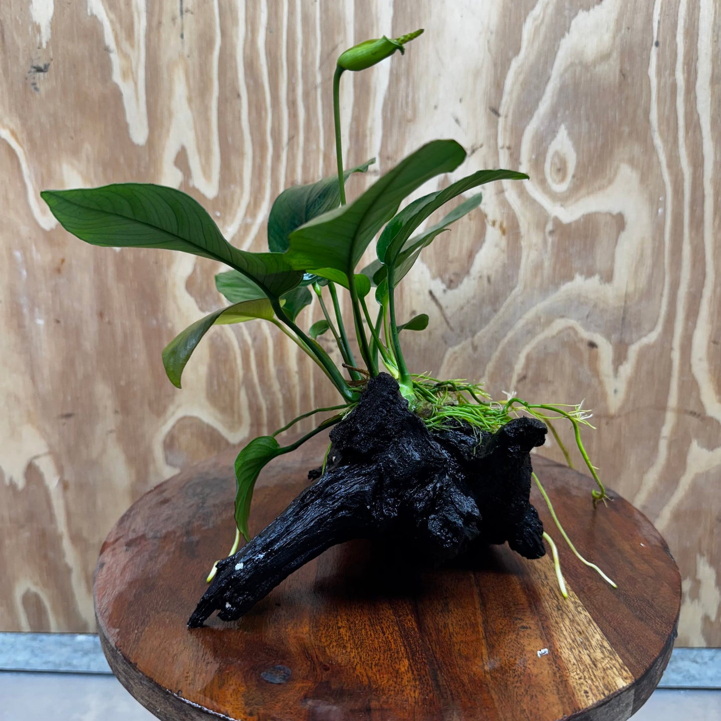 Pisces Enterprises One Only Anubias 'Old Type Barteri' on Medium Driftwood Creation - ONE ONLY - Dainty Anubias Old Barteri on Medium Driftwood - One Only Dainty Scapeshop