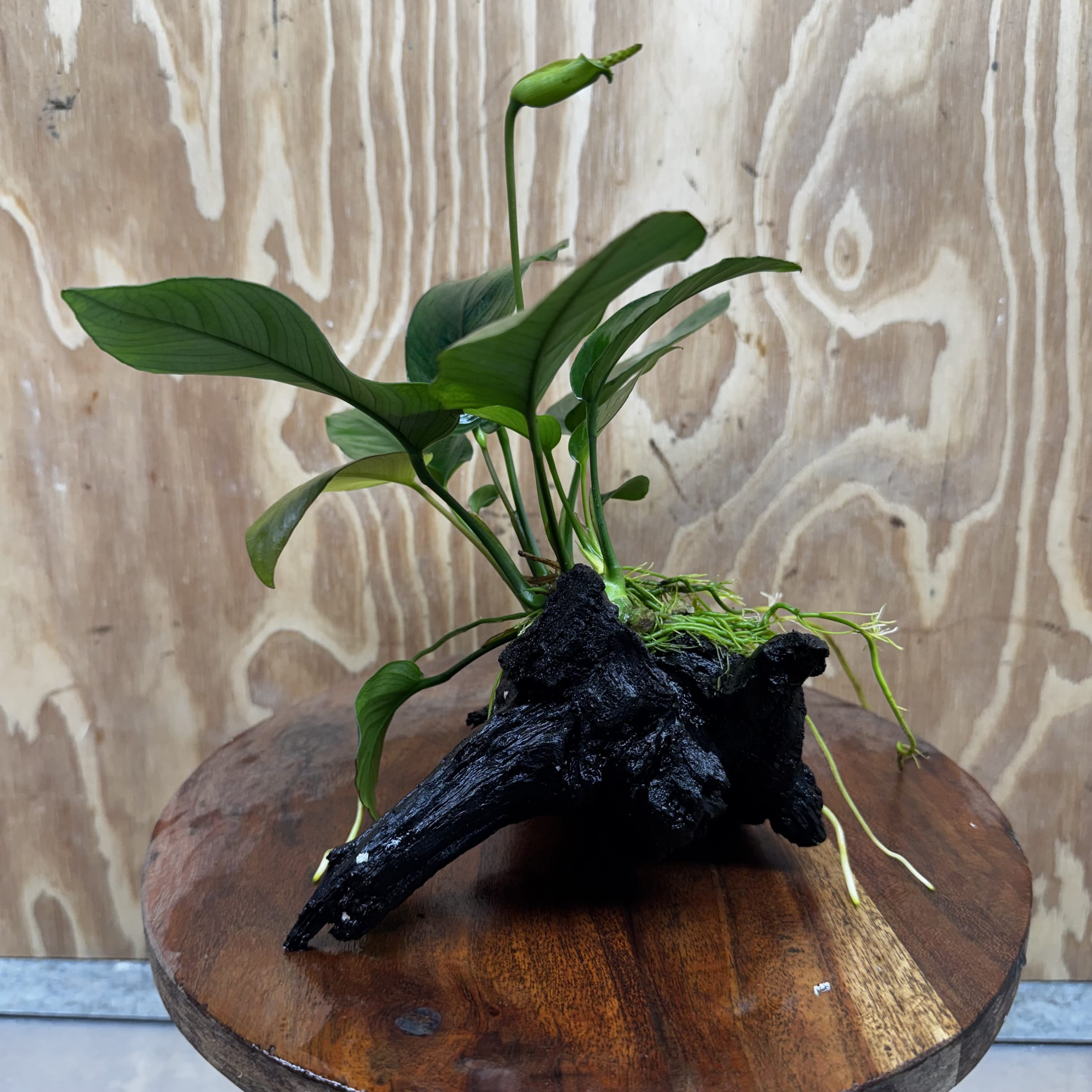 Pisces Enterprises One Only Anubias 'Old Type Barteri' on Medium Driftwood Creation - ONE ONLY - Dainty Anubias Old Barteri on Medium Driftwood - One Only Dainty Scapeshop