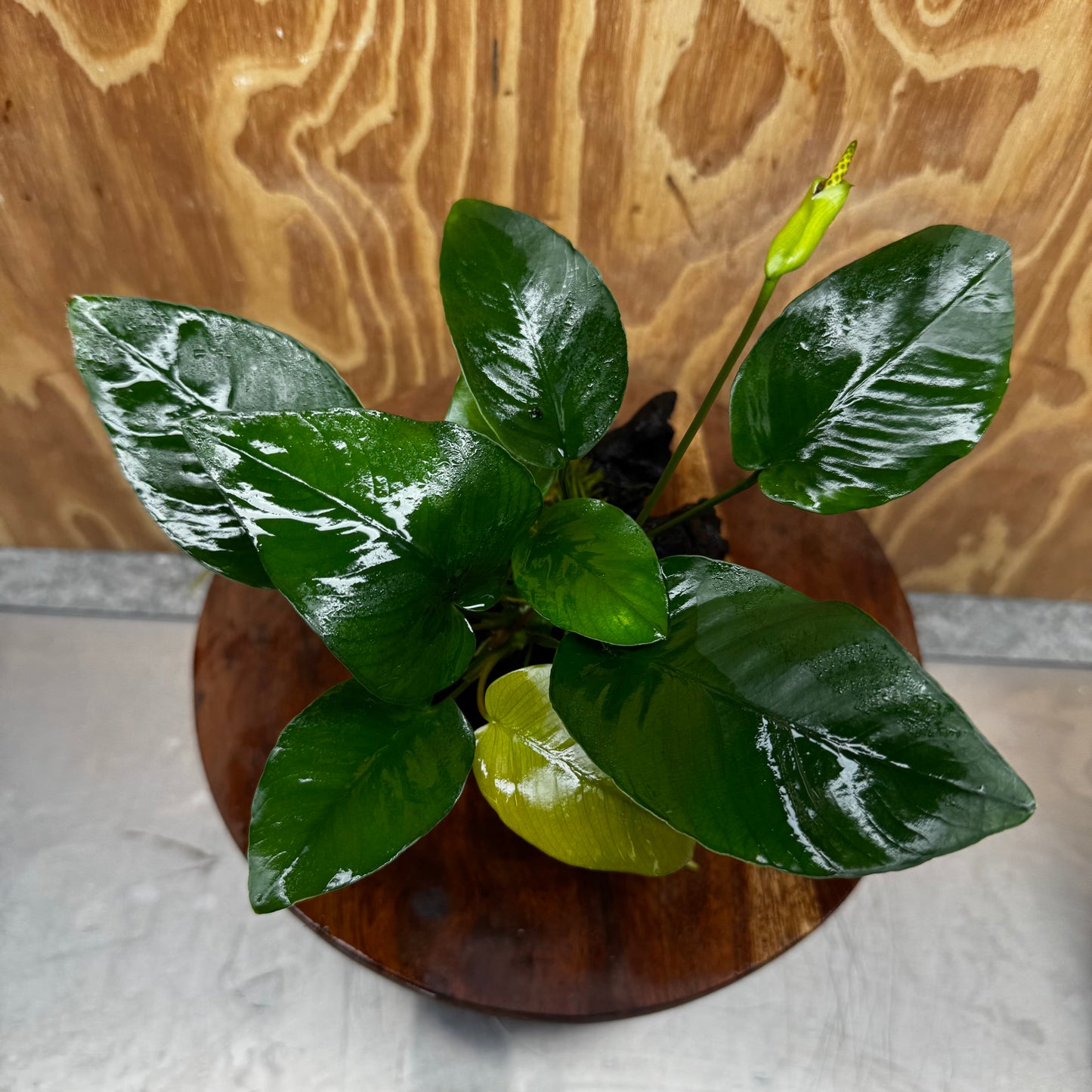 Pisces Enterprises One Only Anubias 'Old Type Barteri' on Medium Driftwood Creation - ONE ONLY - Dainty Anubias Old Barteri on Medium Driftwood - One Only Dainty Scapeshop