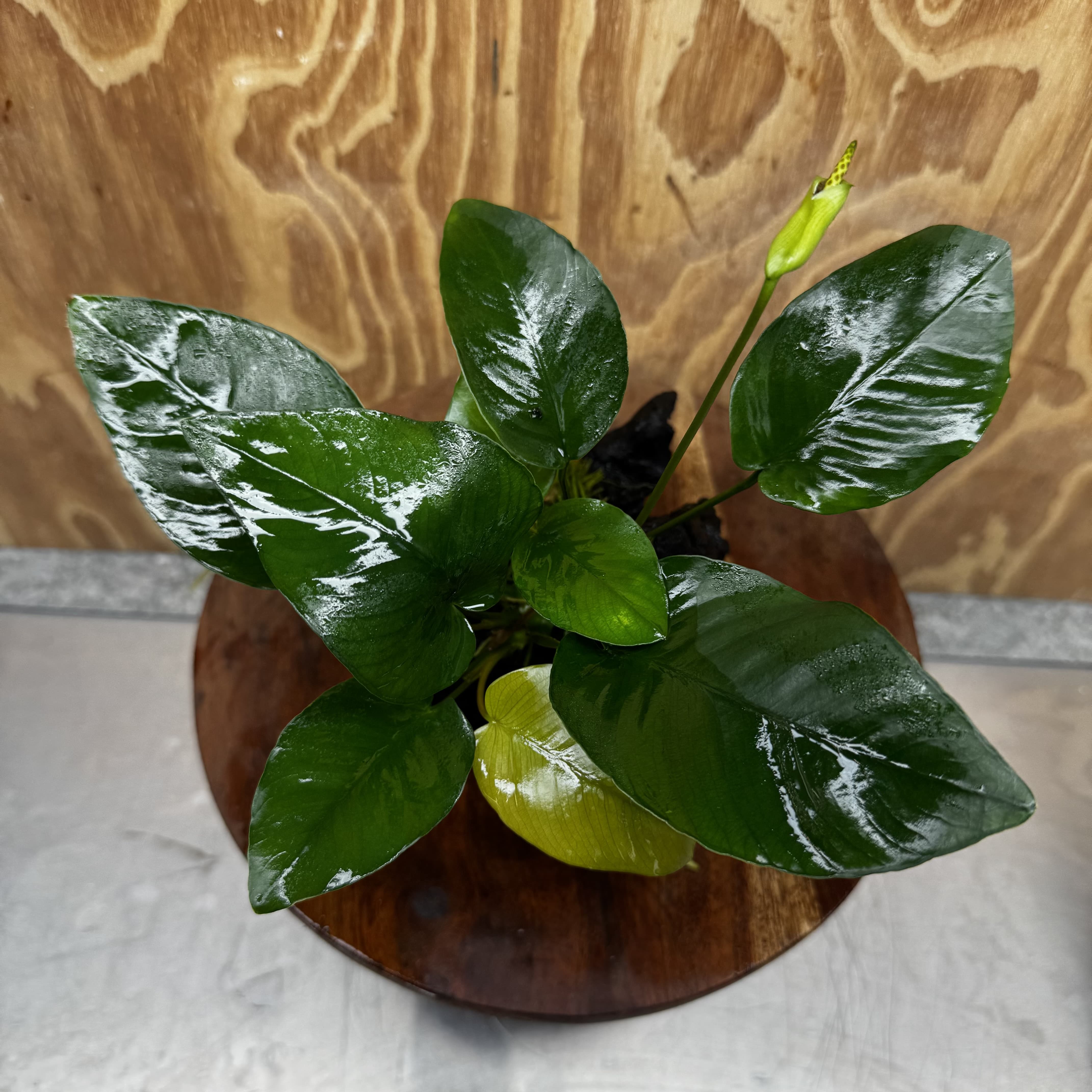 Pisces Enterprises One Only Anubias 'Old Type Barteri' on Medium Driftwood Creation - ONE ONLY - Dainty Anubias Old Barteri on Medium Driftwood - One Only Dainty Scapeshop
