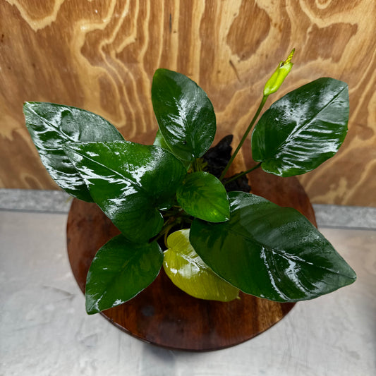 Pisces Enterprises One Only Anubias 'Old Type Barteri' on Medium Driftwood Creation - ONE ONLY - Dainty Anubias Old Barteri on Medium Driftwood - One Only Dainty Scapeshop