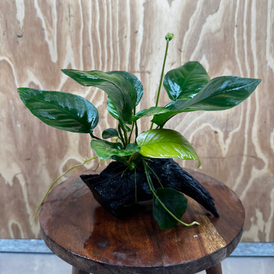 Pisces Enterprises One Only Anubias 'Old Type Barteri' on Medium Driftwood Creation - ONE ONLY - Dainty Anubias Old Barteri on Medium Driftwood - One Only Dainty Scapeshop