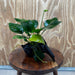 Pisces Enterprises One Only Anubias 'Old Type Barteri' on Medium Driftwood Creation - ONE ONLY - Dainty Anubias Old Barteri on Medium Driftwood - One Only Dainty Scapeshop