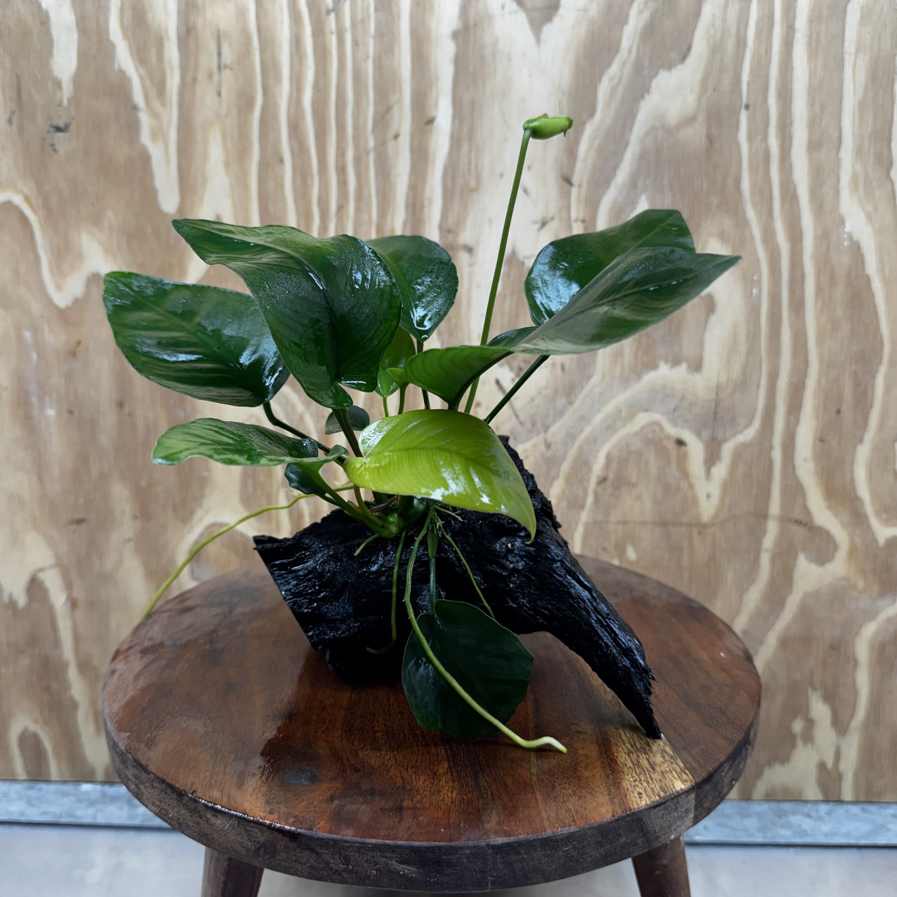 Pisces Enterprises One Only Anubias 'Old Type Barteri' on Medium Driftwood Creation - ONE ONLY - Dainty Anubias Old Barteri on Medium Driftwood - One Only Dainty Scapeshop