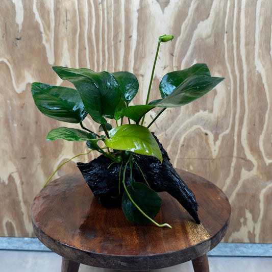 Pisces Enterprises One Only Anubias 'Old Type Barteri' on Medium Driftwood Creation - ONE ONLY - Dainty Anubias Old Barteri on Medium Driftwood - One Only Dainty Scapeshop