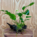 Pisces Enterprises One Only Anubias 'Old Type Barteri' on Medium Driftwood Creation - ONE ONLY - Dramatic Anubias Old Barteri on Medium Driftwood - One Only Dramatic Scapeshop