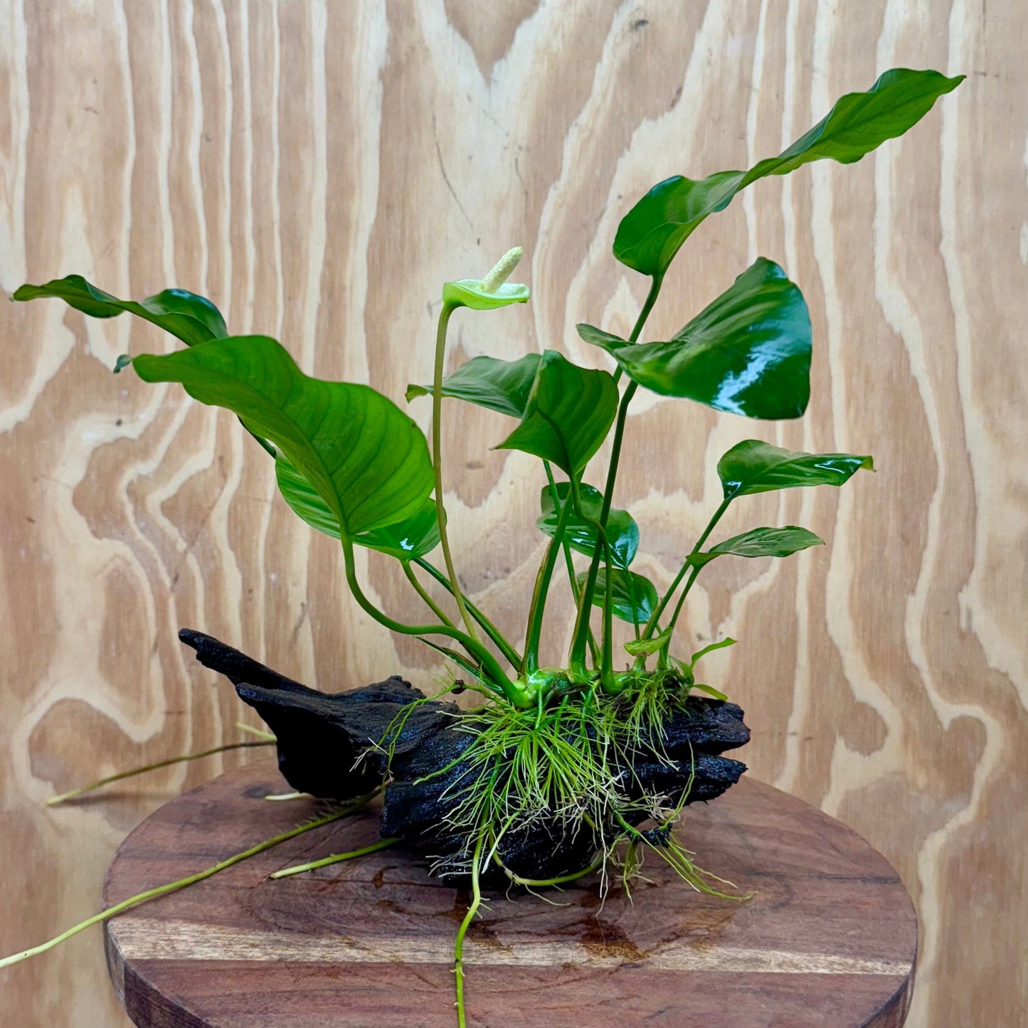 Pisces Enterprises One Only Anubias 'Old Type Barteri' on Medium Driftwood Creation - ONE ONLY - Dramatic Anubias Old Barteri on Medium Driftwood - One Only Dramatic Scapeshop