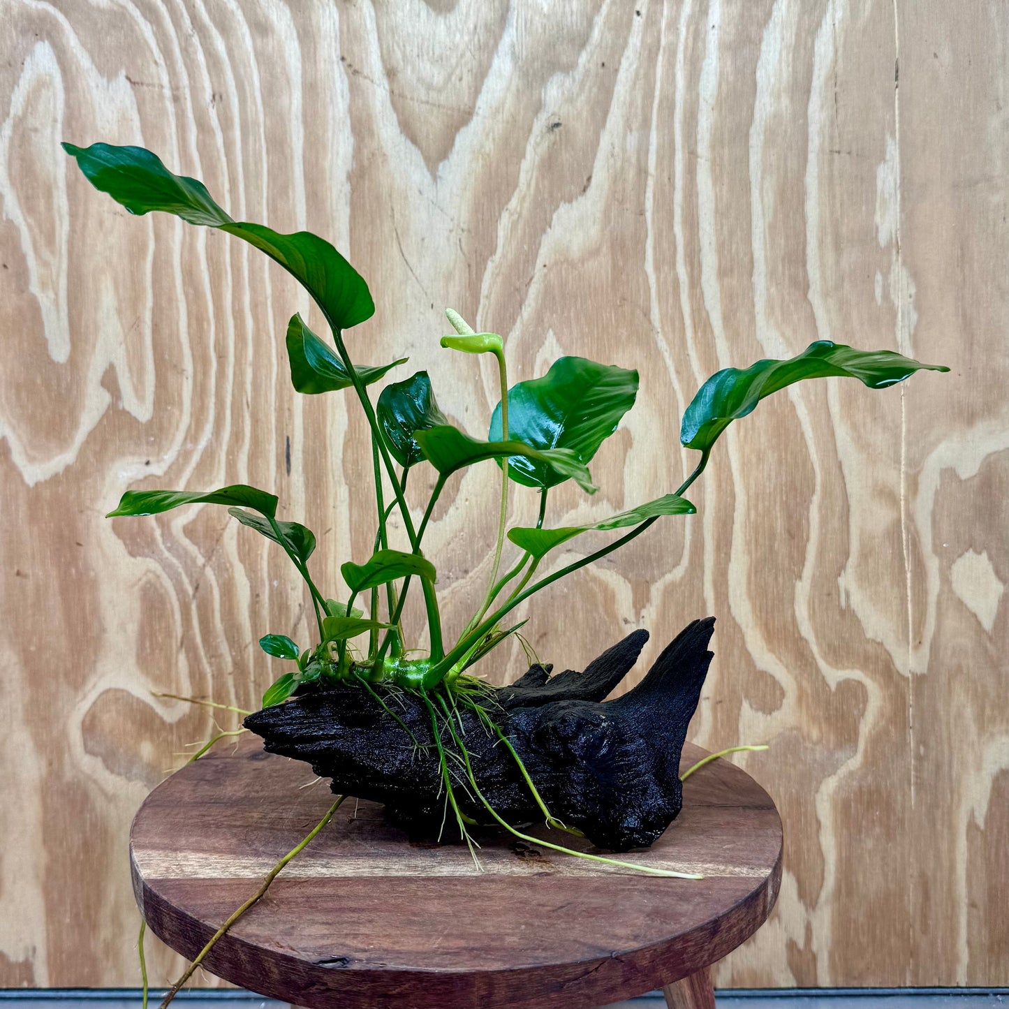 Pisces Enterprises One Only Anubias 'Old Type Barteri' on Medium Driftwood Creation - ONE ONLY - Dramatic Anubias Old Barteri on Medium Driftwood - One Only Dramatic Scapeshop