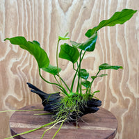 Pisces Enterprises One Only Anubias 'Old Type Barteri' on Medium Driftwood Creation - ONE ONLY - Dramatic Anubias Old Barteri on Medium Driftwood - One Only Dramatic Scapeshop
